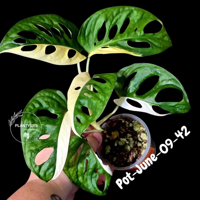 PlantVers Monstera Adansonii Plant - Thumbnail 4