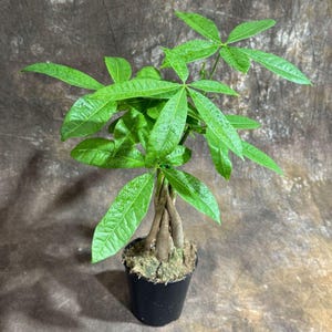 May include: A small, potted money tree plant with bright green leaves. The plant has a braided trunk and is in a black plastic pot. The leaves are wet, suggesting recent watering. The background is a mottled brown.