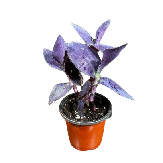 Purple Passion Tradescantia Wandering Jew Plant in 3 Inch Pot | Easy Care  Indoor Plant | Purple Queen Plant | Live Houseplant - Etsy