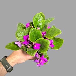 African Violet Live Flower Plant in a 4 Inch Pot - Pink African Violet - Blooming Indoor Pink  Flowering Gift Plant - Fresh flowers Gift