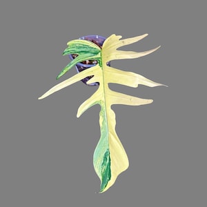 Philodendron Florida Beauty x Tortum Extremely Rare Plant Exact Pot - Cream , White Variegation Super Rare Collector EXACT Plant
