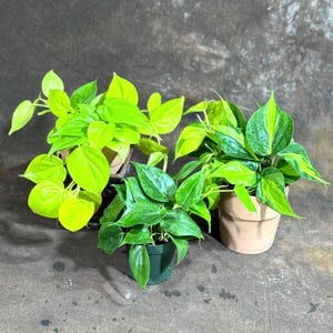 May include: Three potted plants with vibrant green foliage. One plant has bright chartreuse leaves, another has variegated green and yellow leaves, and the third has solid green leaves. The pots are in shades of brown and green.