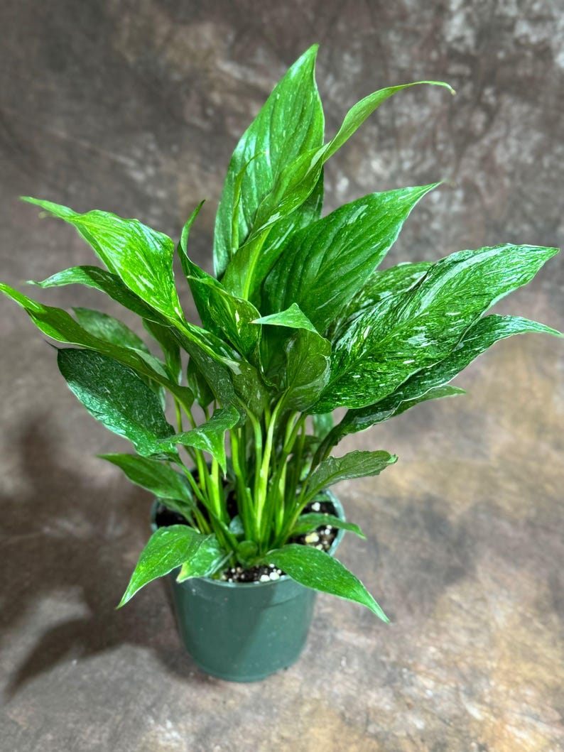 PlantVers Peace Lily