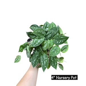 Silver Satin Pothos Live Houseplant - Scindapsus Pictus Argyraeus - Silver Pothos Plant - Easy care low-light Houseplant