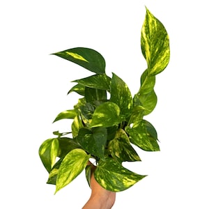 May include: A vibrant green pothos plant with yellow variegation. The leaves are heart-shaped and have a glossy texture. The plant is held in a hand against a white background. This houseplant is a popular choice for indoor decor.