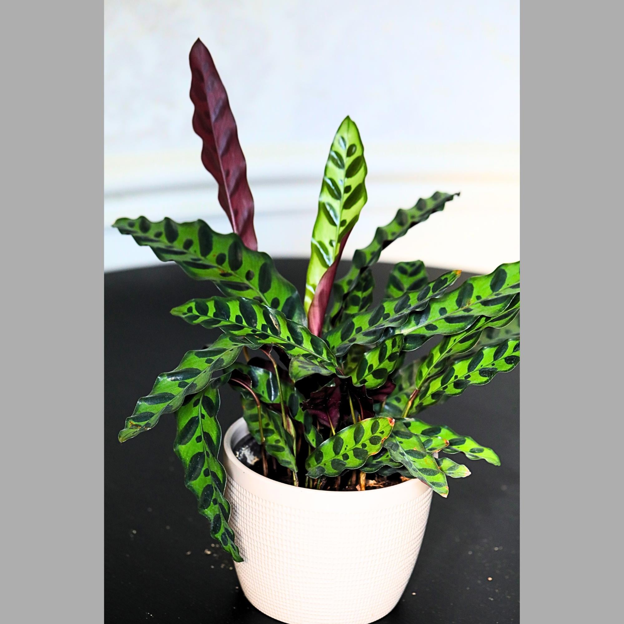 calathea korbmarante giftig Calathea Vittata (Korbmarante)
