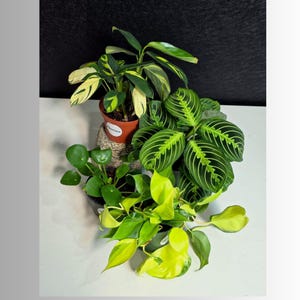 May include: An assortment of potted houseplants, including a prayer plant with green and white striped leaves, a plant with large, round leaves, and a trailing plant with bright yellow-green foliage. The plants are in small brown and black pots.