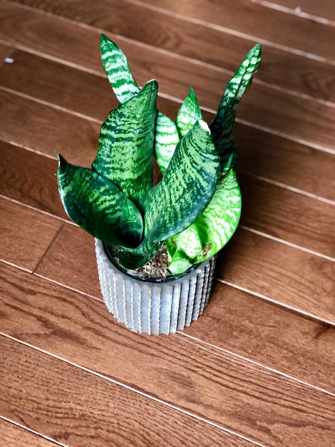 Snake Plant Air purifying plant Best indoor air purifier Etsy