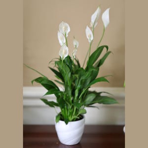 May include: A peace lily plant in a white, swirled ceramic pot. The plant features dark green leaves and several white, petal-like flowers with yellow centers. The pot sits on a dark brown surface against a neutral background.