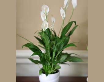 Spathiphyllum Peace Lily in a 4" nursery Pot | Air-Purifying Indoor Plant | Low Maintenance | Elegant White Blooms | Low-Light Plant