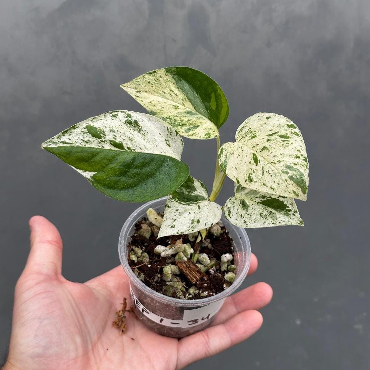 Epipremnum pinnatum variegated - Etsy 日本