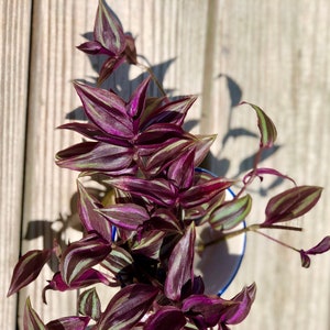 Wandering Jew Unrooted Cuttings - Gorgeous purple pink variegated foliage - Extremely easy care Hardy houseplant - Low to medium light