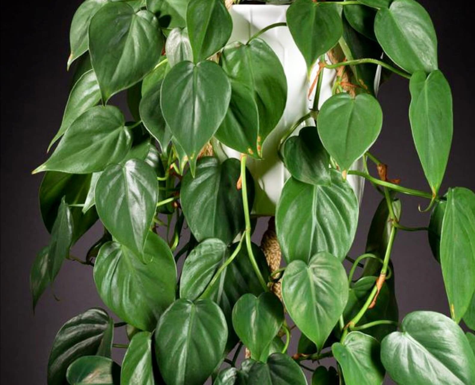 Heart Leaf Philodendron Variegated