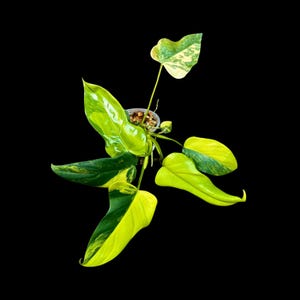 High Variegated Philodendron Bipennifolium in a Nursery Pot - Philodendron Bipennifolium Plant - Exact SAME Plant - US Seller