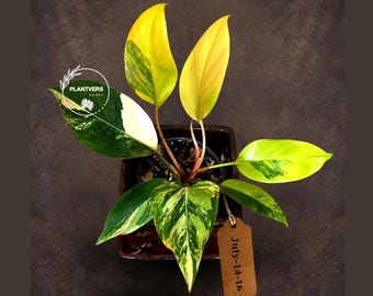 Yellow Congo Philodendron Variegated Live Plant - Super Rare Indoor Plant - Hard to Come By - Exact Same Plant - US Seller