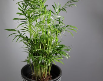 Parlor Palm Indoor Plant - Easy care low light House plant - Air Purifier Plant - Chamaedorea Elegans - Gift Plant For Housewarming Gift