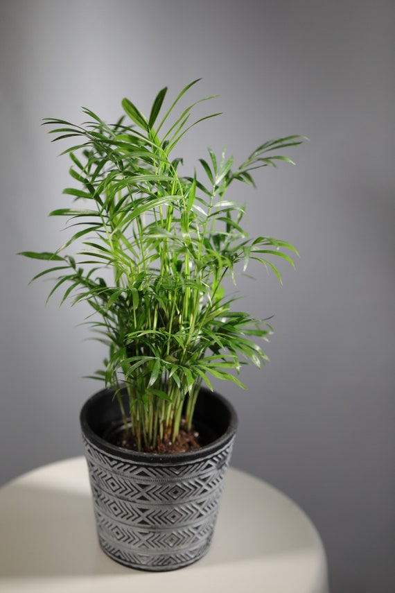 Parlor Palm Indoor Plants