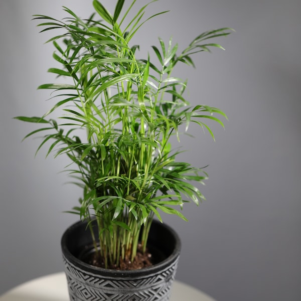 Parlor Palm Indoor Plant - Easy care low light House plant - Air Purifier Plant in 3" pot - Chamaedorea Elegans