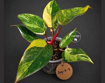 Philodendron Pink Princess Tricolor - Super Rare Variegated EXACT Plant - Pink, Green & Cream Foliage - US Seller