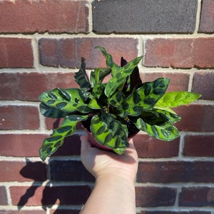 Rare Calathea Lancifolia 2” pot - Air purifier plant - Rare Houseplant - Rattlesnake Plant - SAME PLANT as pictures bild 2