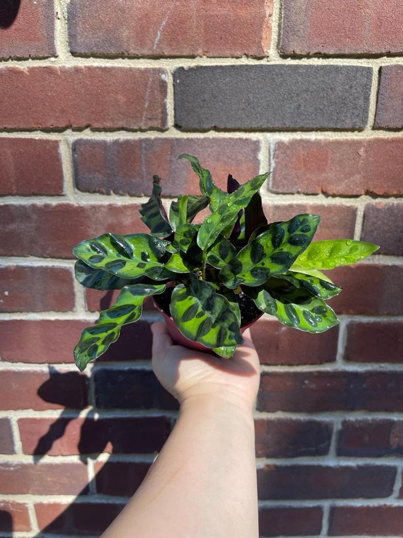 Rare Calathea Lancifolia 2” pot - Air purifier plant - Rare Houseplant - Rattlesnake Plant - SAME PLANT as pictures bild 2