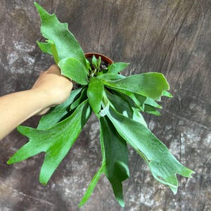 May include: A vibrant green staghorn fern plant in a brown pot. The fern has large, distinctive, antler-like fronds. The plant is held by a hand, showcasing the plant's size and texture. The background is a neutral brown.