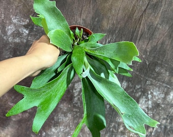 P.wllinckii Cv.pedro Tatsuta(include Wood Board) - Etsy