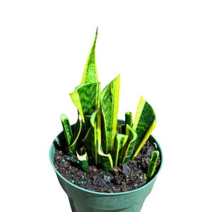 Sansevieria Laurentii Base Mother Plant in a 6&quot; Grow Pot - Base Mother Plants  - Live Tropical Indoor & Outdoor Houseplant