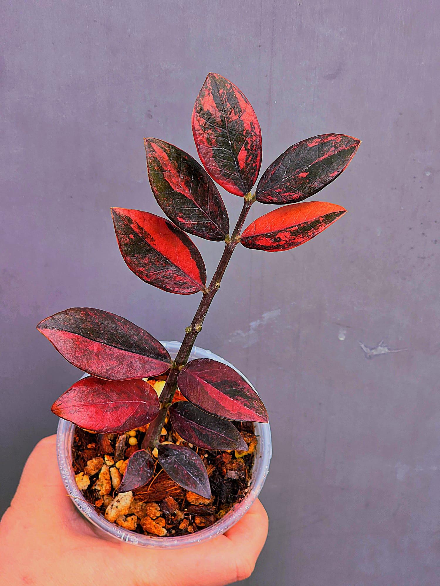 Rare Variegated Pink Raven ZZ Plant Cutting UNROOTED - Zamioculcas