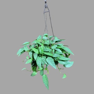 Epipremnum Pinnatum &#39;Cebu Blue&#39; Pothos in a 8&quot; Hanging Basket | Rare Cebu Blue Epipremnum Pinnatum | Gift Houseplants