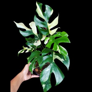 Rare Variegated Rhaphidophora Tetrasperma Cutting - Rare Collector Houseplant - US Seller