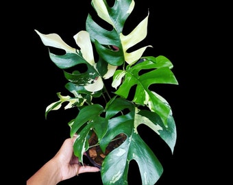 Rare Variegated Rhaphidophora Tetrasperma Cutting - Rare Collector Houseplant - US Seller