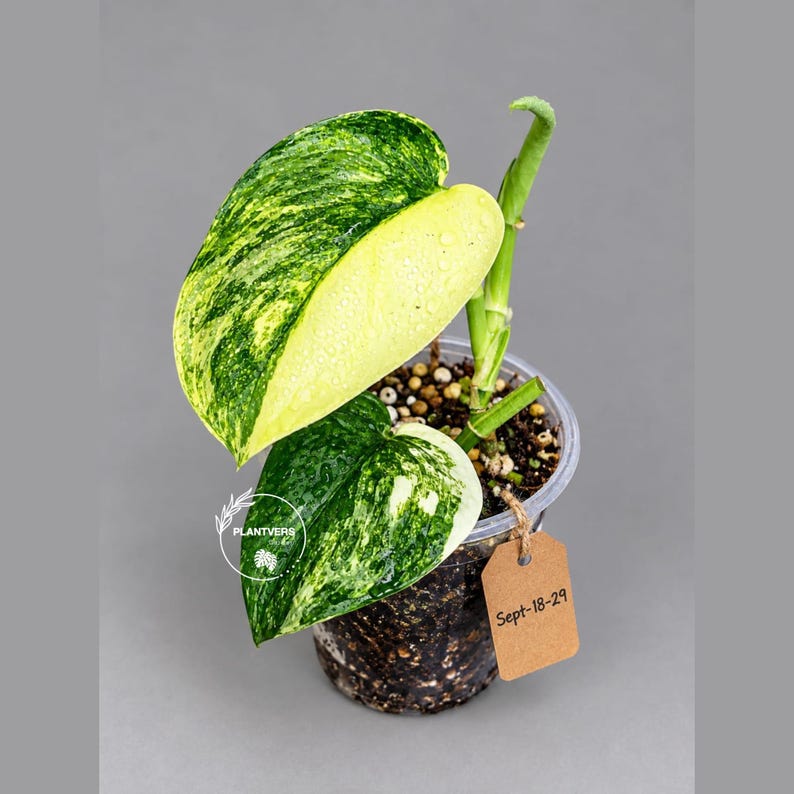 Scindapsus Variated Scindapsus Jade Satin Variegated - Yellow Variegation - EXACT Plant ...