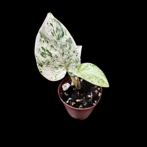 Snow Queen Pothos Single Starter plant in a 1.5&quot; Pot - Epipremnum aureum &#39;Snow Queen&#39; - Variegated Pothos -  Office plant, Gift plant