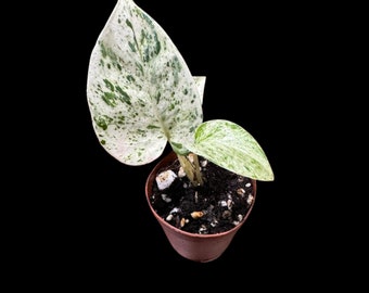 Snow Queen Pothos Single Starter plant in a 1.5" Pot - Epipremnum aureum 'Snow Queen' - Variegated Pothos -  Office plant, Gift plant