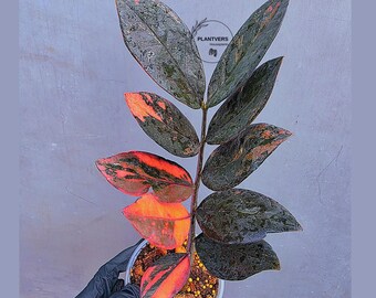Rare Variegated Pink Raven ZZ Plant Cutting UNROOTED - Zamioculcas
