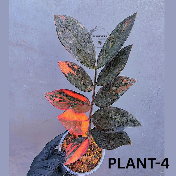 Rare Variegated Pink Raven ZZ Plant Cutting UNROOTED - Zamioculcas