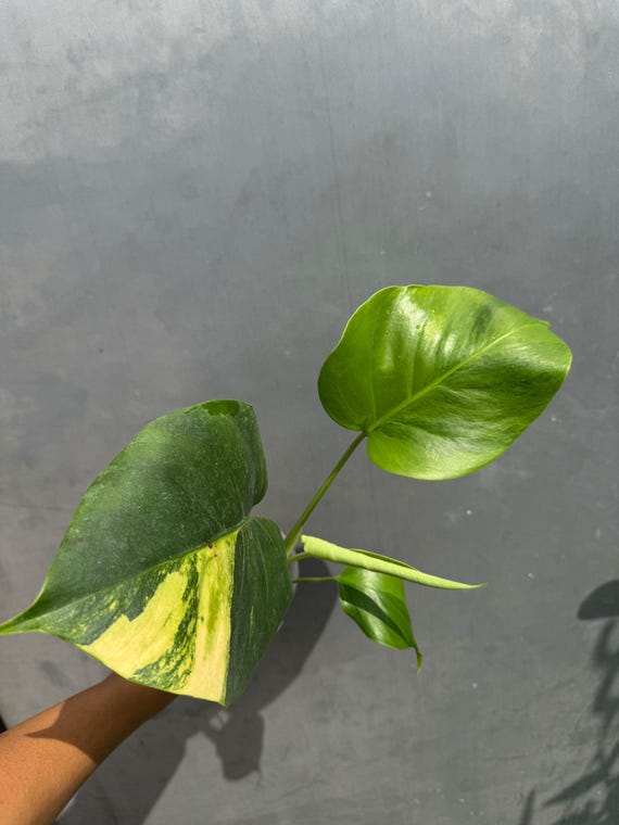 Super Rare Variegated Monstera Green on Green Plant - Variegated