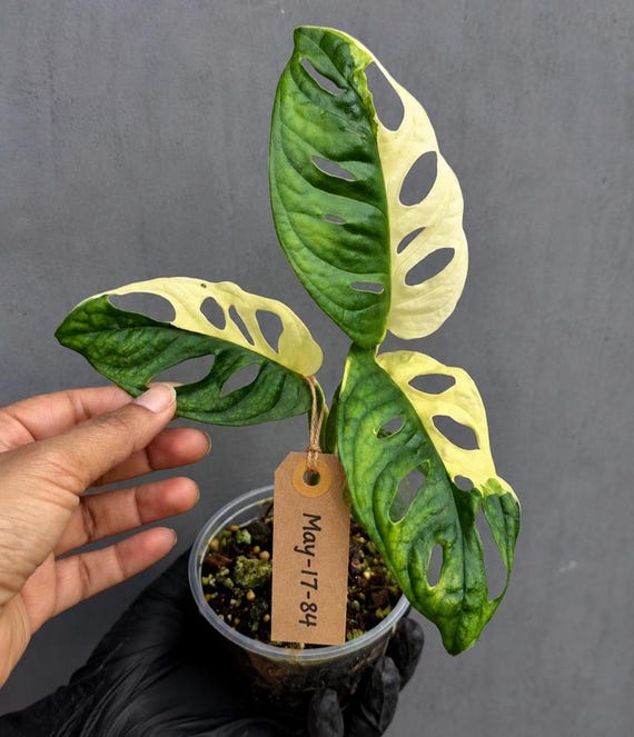 Variegated Monstera Adansonii Albo Plant  Rare Swiss Cheese Vine,  Half-moon Leaf EXACT Plant - US Seller - Etsy