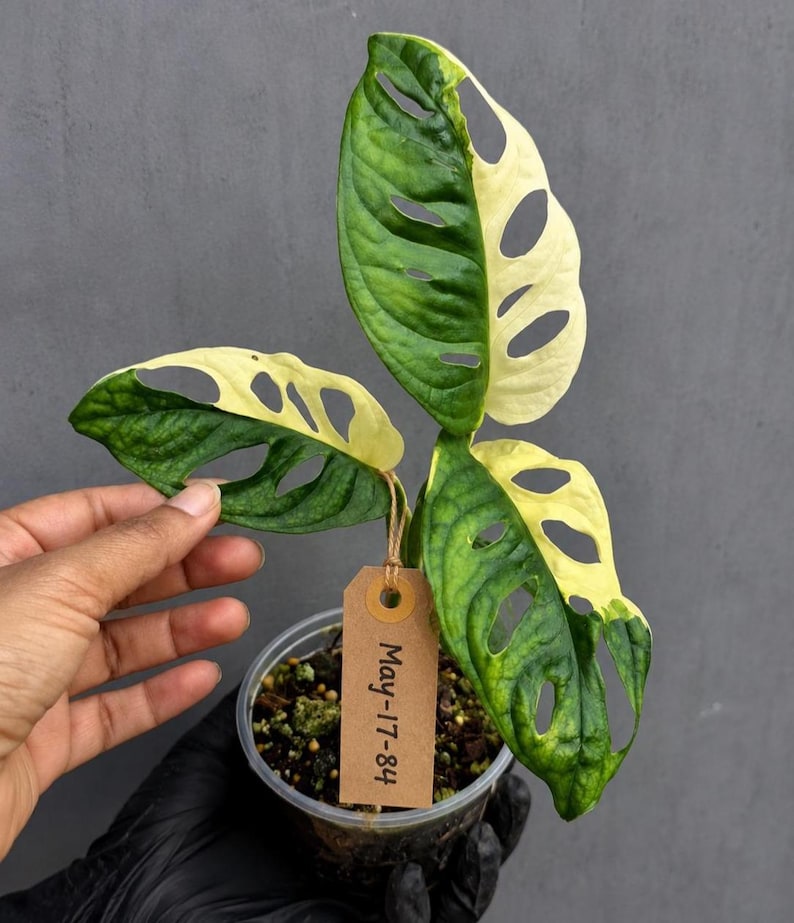 PlantVers Monstera Adansonii Plant - Thumbnail 3