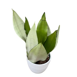 Moonshine snakeplant | Sansevieria Masoniana | Live Plant | Air Purifying | Snake Plant