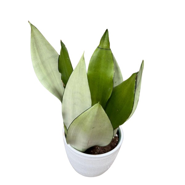 Moonshine Snake Plant - Sansevieria Moonshine - Live Houseplant - Air Purifying Silver Snake Plant - Easy Care Gift Plant