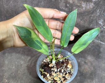 珍しいフィロデンドロン アタバポエンセ 斑入り - Etsy 日本