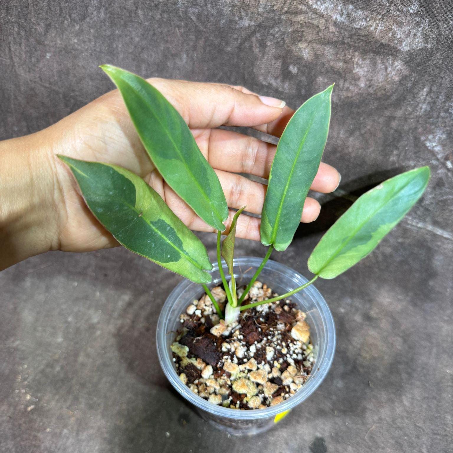 フィロデンドロン アタバポエンセ 斑入り 超レア 完全一致鉢植え