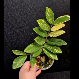 zwergpfeffer zimmerpflanze Peperomia Angulata 'Rocca Vivace'  Zwergpfeffer  Zimmerpflanze im