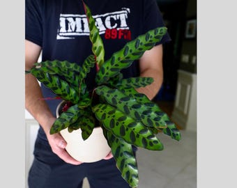Rare Calathea Lancifolia in 6" Nursery Pot - Air purifier plant - Rare Houseplant - Rattlesnake Plant - Gift Houseplant