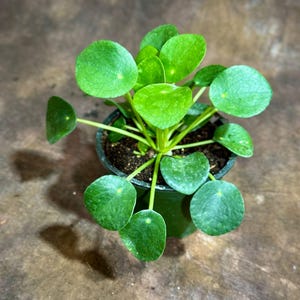 May include: A potted Pilea peperomioides plant, also known as a Chinese money plant, featuring bright green, round leaves. The plant is in a dark green pot, set against a neutral background. The leaves have a smooth texture and are arranged around the stems.