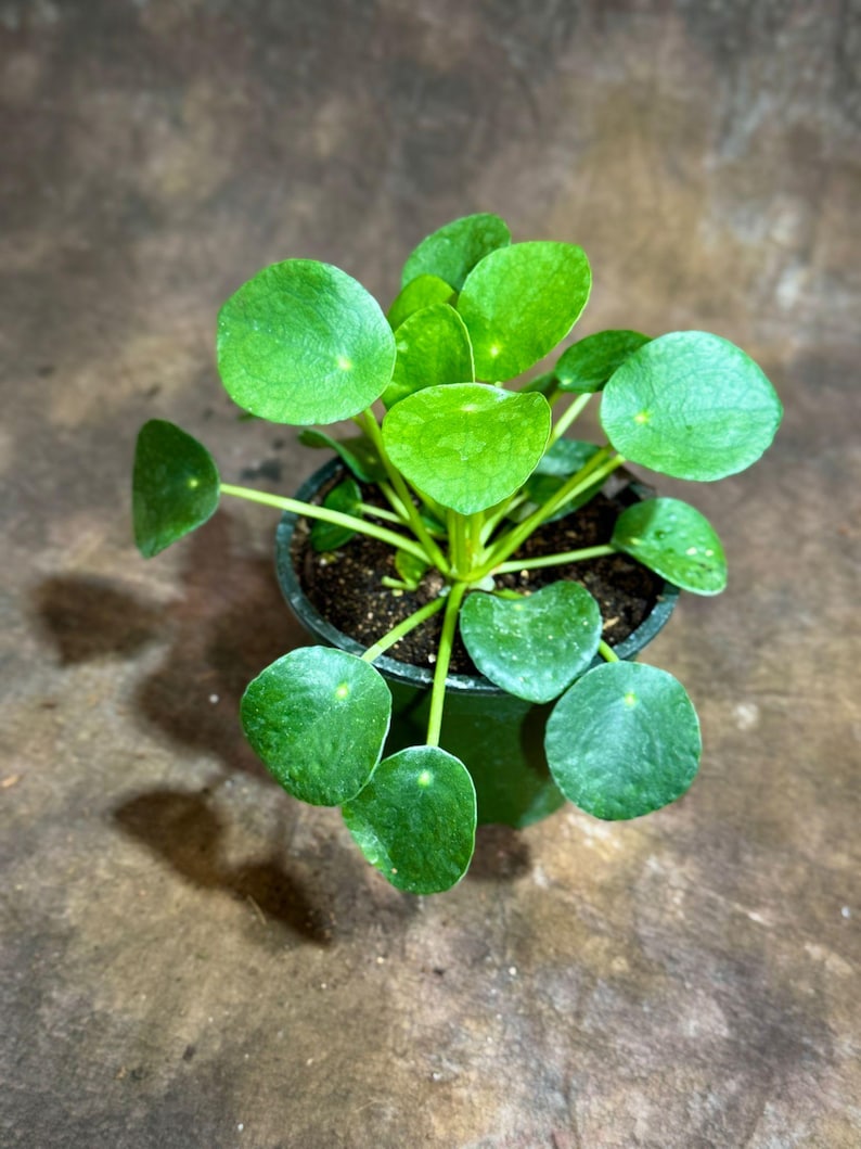 May include: A potted Pilea peperomioides plant, also known as a Chinese money plant, featuring bright green, round leaves. The plant is in a dark green pot, set against a neutral background. The leaves have a smooth texture and are arranged around the stems.