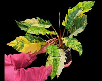 Super Rare Variegated Philodendron Caramel Marble EXACT Plant - Easy Care Indoor Plant - Stunning Collector’s Aroid - Gift Plant - US Seller