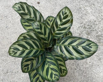 Goepperia Calathea Bella Carlina - SUPER RARE - Limited Numbers Available -  6"pot - Etsy